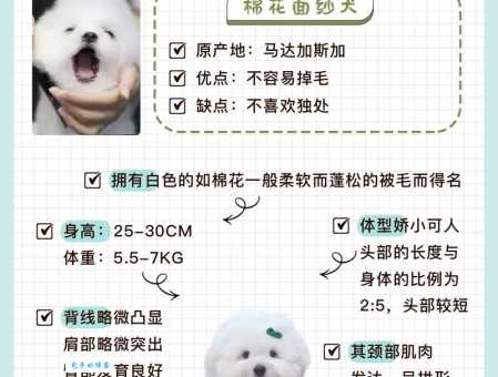 购买棉花面纱犬要花多少钱？不同品质价格大不同