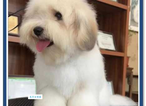 购买棉花面纱犬要花多少钱?不同品质价格大不同