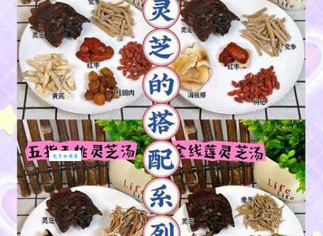 白灵芝怎么吃效果最好?实用方法及功效详解
