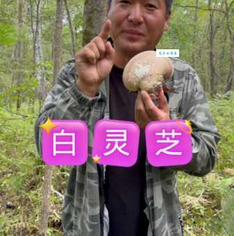 白灵芝怎么吃效果最好?实用方法及功效详解