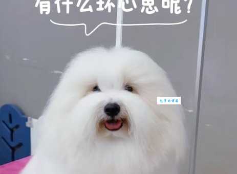 宠物界新宠：棉花面纱犬的魅力与饲养技巧