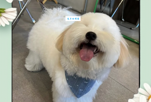 宠物界新宠:棉花面纱犬的魅力与饲养技巧