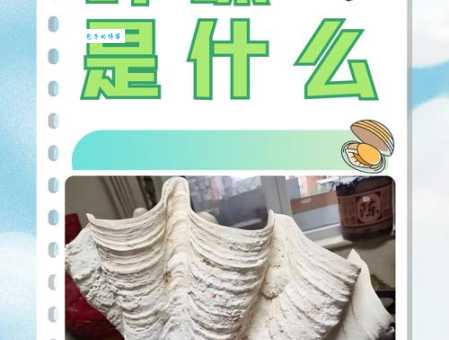 砗磲怎么读?chē qú发音及含义深度解析