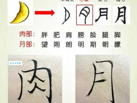 揭秘月字旁汉字:跟月亮和身体哪个关系更密切?