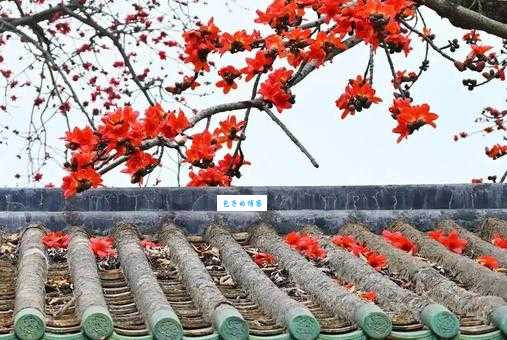 一场惊鸿,一世情深:木棉花下定情记