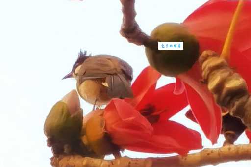 一场惊鸿，一世情深：木棉花下定情记