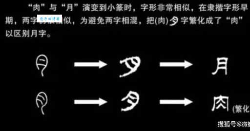 这些月字旁的字,都和人体哪个部位有关?