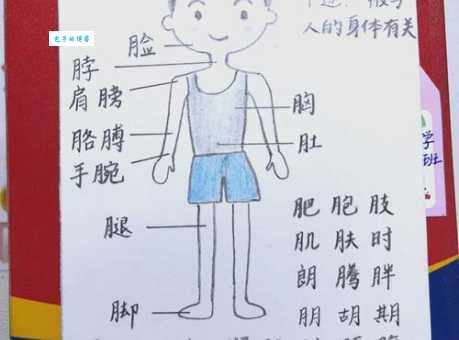 这些月字旁的字,都和人体哪个部位有关?