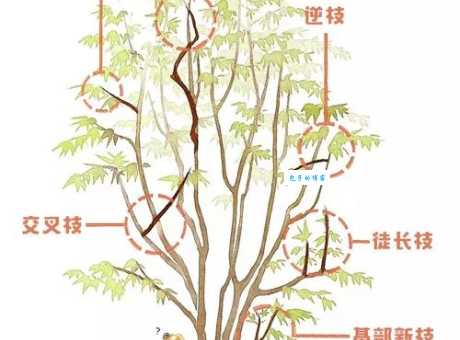 东南枝的含义详解，简单易懂的解释