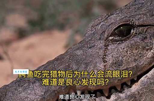 鳄鱼的眼泪歇后语:假慈悲的典故和运用