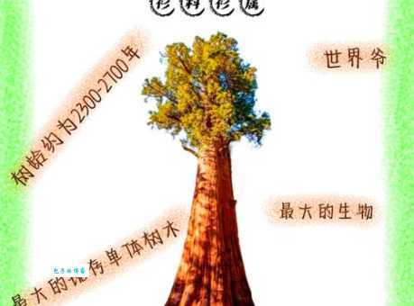 美国加州谢尔曼将军树：探访世界最大树的传奇故事