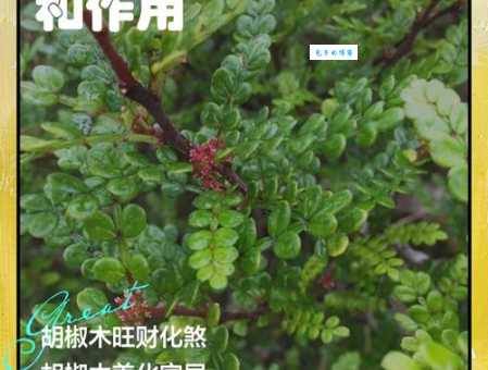 胡椒苏木究竟是什么？古代珍贵药材今何在？