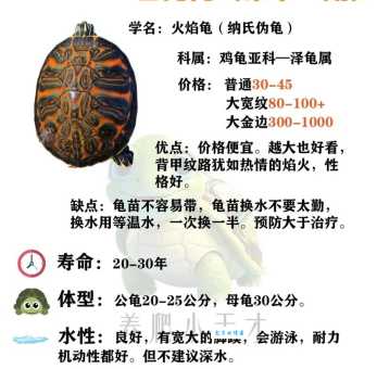 火焰龟真的不适合家养吗？看看这几点你就明白了！