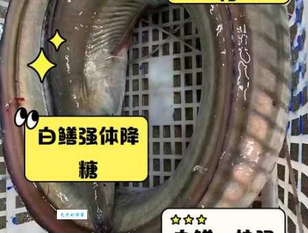 白鳝在淡水还是海水中生存？详解白鳝的生活环境