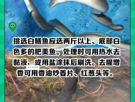 白鳝在淡水还是海水中生存?详解白鳝的生活环境