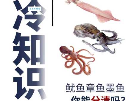 深入了解:鱿鱼和鲨鱼的类别和特征大不同