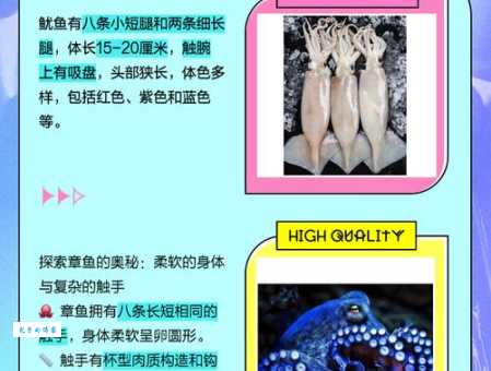 深入了解：鱿鱼和鲨鱼的类别和特征大不同