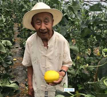 “老头看瓜”是什么意思？一文带你了解其含义及用法