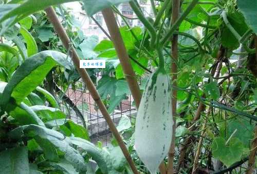 “老头看瓜”是什么意思?一文带你了解其含义及用法