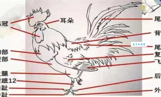 国鸟是公鸡的国家是哪个？法国国鸟的有趣故事