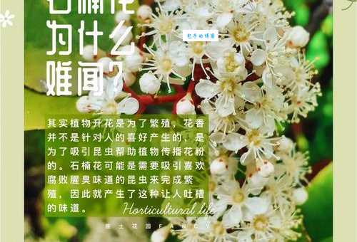 石楠花那让人难以忍受的味道，到底是什么原因？