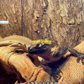 斑纹蛟是种什么动物？它是不是蜥蜴？一般生活在什么地方？