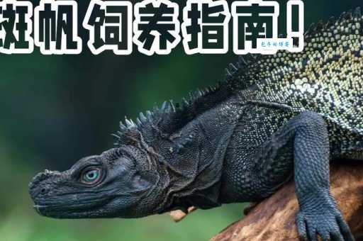斑纹蛟是种什么动物?它是不是蜥蜴?一般生活在什么地方?