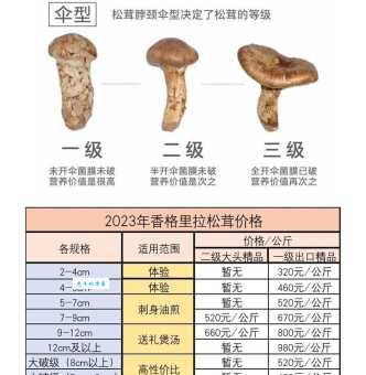 松茸是什么?松茸的营养价值和食用方法介绍