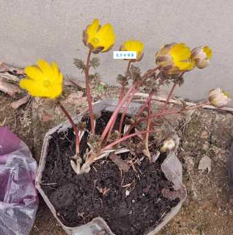 冰凌花属于保护植物吗？非法买卖冰凌花的后果是什么？