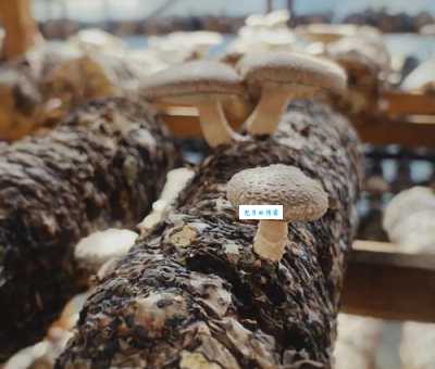 浙江香菇之乡庆元：探秘香菇王国，品味独特美味