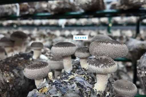 浙江香菇之乡庆元:探秘香菇王国,品味独特美味