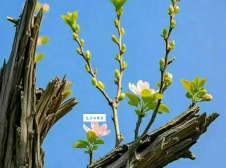 朽木生花的意思是什么 原来枯木也能开花