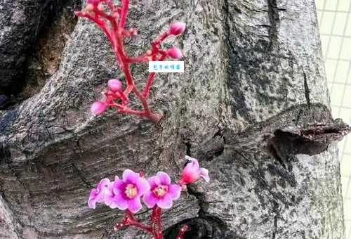 朽木生花的意思是什么 原来枯木也能开花
