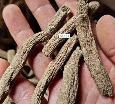 药店飞龙是什么意思 原来是指这种常见中药材