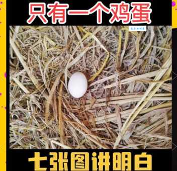 破壳而出的意思和象征 看完你就懂了