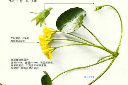 参差荇菜左右流之的含义 诗经中最美的句子解析