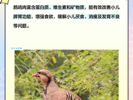 鹧鸪怎么读简单易懂的发音指南
