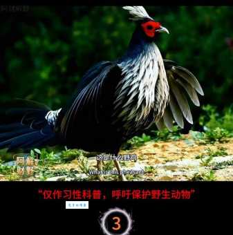 鹧鸪怎么读简单易懂的发音指南