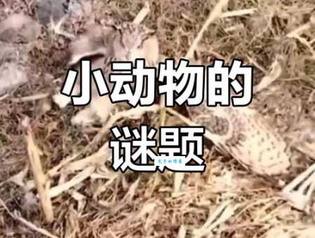 熟人熟事打一动物猜猜看是什么常见动物