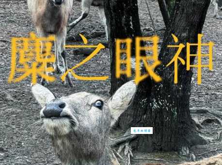 有影无踪是什么动物这种动物竟能隐形不被人发现