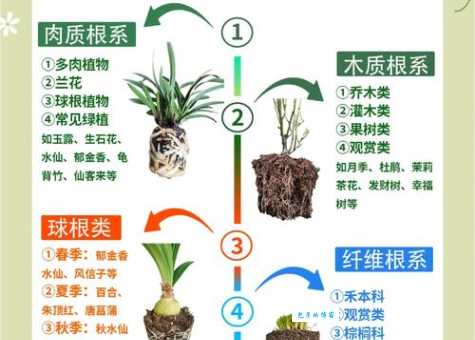 根壮叶茂是什么意思 养花种菜必备的常识解析