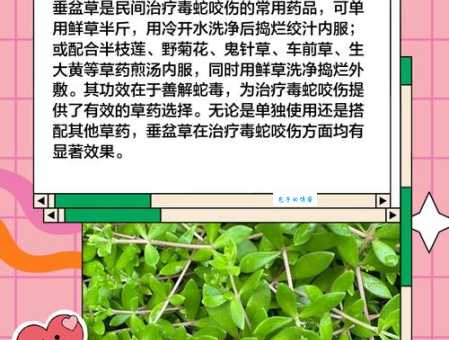 依草附木什么意思生活中常见的例子有哪些