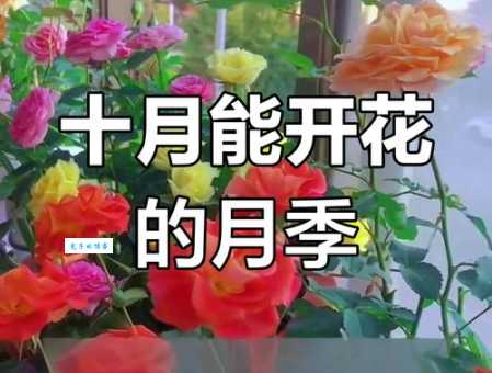 十月生日花有哪些 这些花最适合十月出生的人