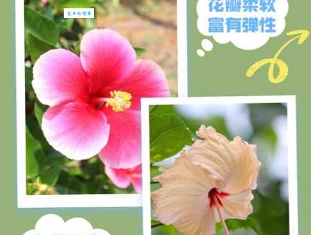 芙蓉花有几种用途 观赏和药用价值详解