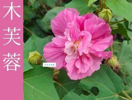 芙蓉花有几种用途 观赏和药用价值详解
