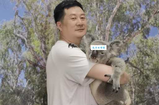 树懒和考拉的区别大揭秘原来它们不是近亲