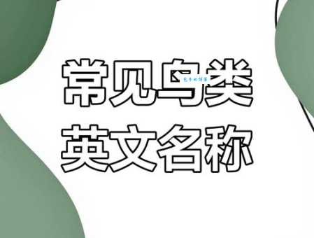 鸟瞰的同义词有哪些轻松学会这些表达方式