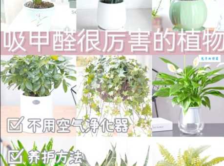 新房买什么植物吸甲醛好 实测这几种植物吸醛最强
