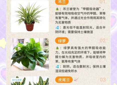 新房买什么植物吸甲醛好 实测这几种植物吸醛最强