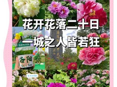牡丹花几点开花 掌握这些时间赏花更尽兴